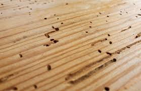 How to Spot and Stop Termites in Hardwood Floors: A Homeowner's Guide